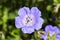 Geranium x oxonianum `A T Johnson`