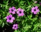 Geranium Patricia, pink wild flowers