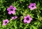 Geranium Patricia, pink wild flowers
