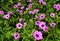 Geranium Patricia, pink wild flowers