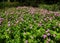 Geranium Patricia, pink wild flowers