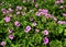 Geranium Patricia, pink wild flowers