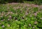 Geranium Patricia, pink wild flowers