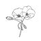 Geranium pelargonium flower. Floral sketch. Hand-drawn sketch