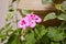 Geranium Pelargonium. Flowerbed. Garden plants.