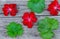 Geranium Pelargonium Flowers and leaves on a wooden table..