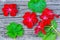 Geranium Pelargonium Flowers and leaves on a wooden table..