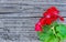 Geranium Pelargonium Flowers and leaves on a wooden table..