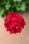 Geranium, Pelargonium Pelargonium zonale hybrid. Red flowering plant