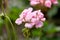 Geranium pelargonium plant with pink flowers in summer garden