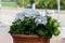 Geranium pelargonium with white flowers also known as cardinal, common geranium; garden geranium