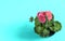 Geranium or pelargonium zonale flower isolated on blue background. Natural antiseptic plant. Top view. Copy space