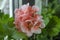 Geranium plant Horizon Divas Ripple Mixed with spotty pink flowers