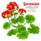 Geranium plant illustration