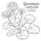 Geranium plant illustration