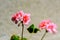 Geranium plant with spotty pink flowers.