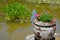 Geranium planter and pond