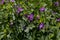 Geranium Plants Growing Fast In The Sunny Weather