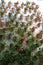 Geranium plants in pots at Viana Palace in Cordoba, Spain