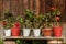 Geranium plants with red flowers in pots