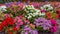 Geranium plants of various species and colors