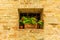 A geranium pot on a small window in San Quirico d\\\'Orcia in a sunny spring day