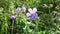 Geranium pratense in the field. Movement in the wind, sunlight. Video static camera.