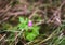 Geranium pratense flower in summer field blooming in August