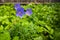 Geranium pratense in green foliage is close