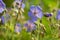Geranium pratense,  meadow crane`s-bill blue flowers closeup selective focus