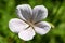 Geranium psilostemon- Kashmir White