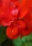 Geranium red  flower  with dewdrops. Macro photograpy