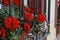 Geranium with red inflorescences outside of the house.