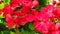 Geranium Red Pelargonium Zonal Geranium flowers chic garden and street flowers are popular for urban flowerbeds and home window po