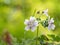 Geranium renardii flowering herbaceous perennial plant