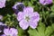 Geranium x riversleaianum `Mavis Simpson`