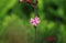 Geranium robertianum famous as red robin, death come quickly, storksbill, fox geranium, stinking Bob, squinter-pip. Roberts