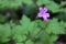 Geranium Robertianum or wild Herb Robert small, light pink, five-petalled flower with fern like leaves blooming in a spring lawn.