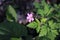 Geranium Robertianum or wild Herb Robert small, light pink, five-petalled flower with fern like leaves blooming in a spring lawn.