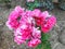 Geranium rose floribunda