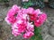 Geranium rose floribunda