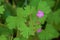 Geranium rotundifolium , the Round-leaved Cranesbill geranium flowers