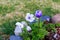 Geranium Rozanne, purple color and small