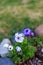 Geranium Rozanne, purple color and small