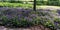 Geranium Rozanne, purple flowers in a park