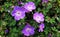 Geranium Rozanne, purple flowers in a park