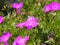 Geranium sanguineum - bloody cranesbill, bloody geranium