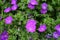 Geranium sanguineum with bright purple flowers