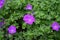 Geranium sanguineum with bright purple flowers