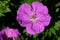 Geranium sanguineum, common names bloody crane`s-bill or bloody geranium. Purple flower in macro from above